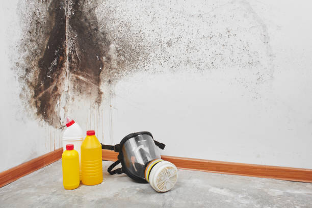 Best Certified Mold Removal  in Manly, IA