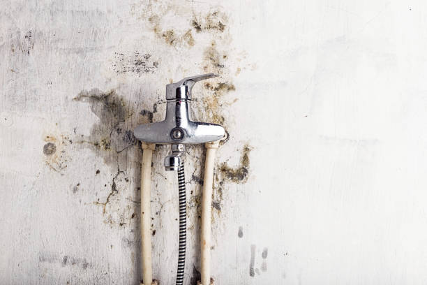 Best Same-Day Mold Removal  in Manly, IA