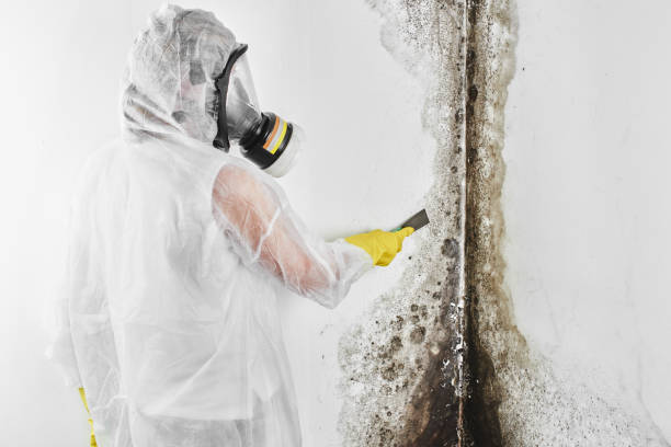 Certified Mold Removal in Manly, IA