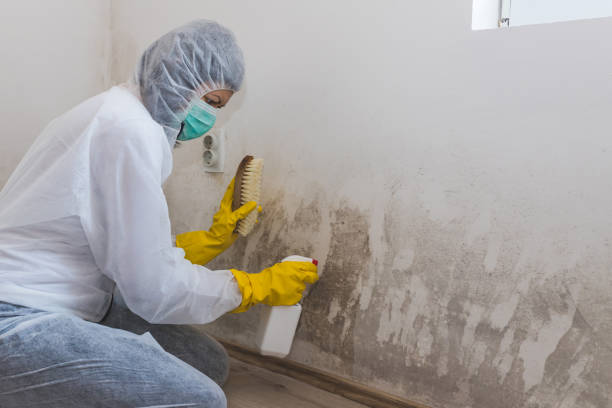 Best Home Mold Removal  in Manly, IA
