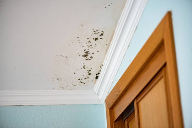 Best Local Mold Removal Service  in Manly, IA