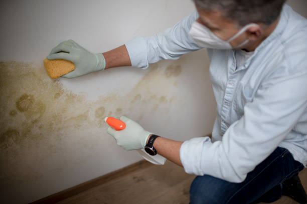 Best Emergency Mold Removal  in Manly, IA