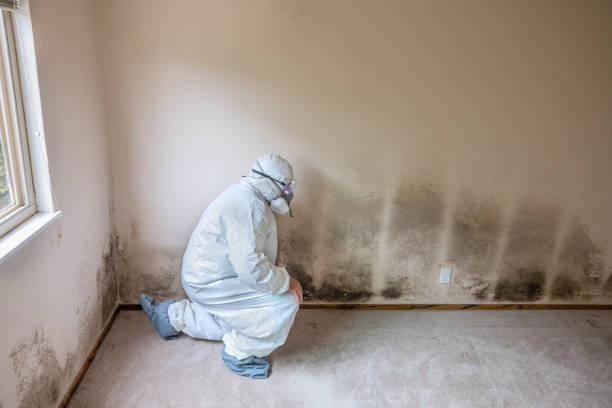 Best Black Mold Removal  in Manly, IA