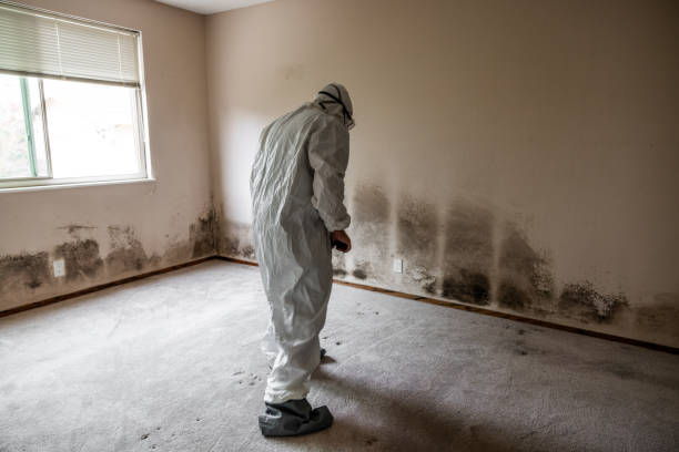 Best Mold Damage Repair  in Manly, IA