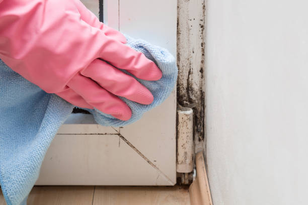 Professional Mold Removal in Manly, IA