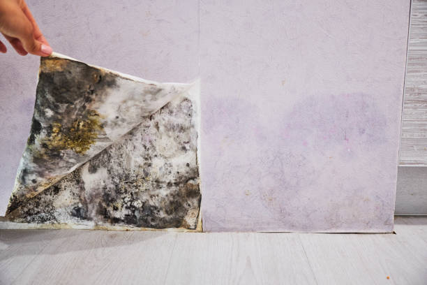 Best Water Damage Restoration  in Manly, IA